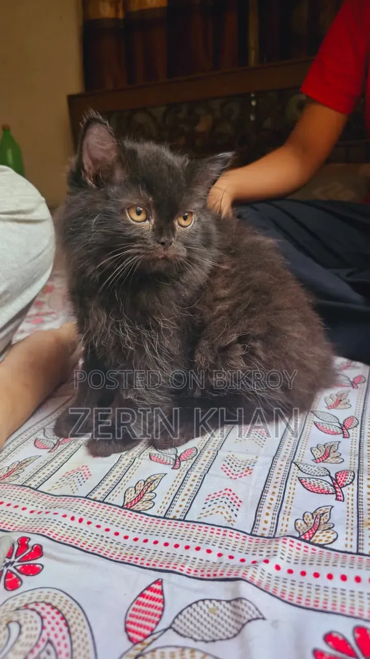 1-3 Months Male Purebred Persian