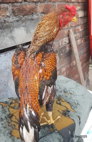 Asil Rooster