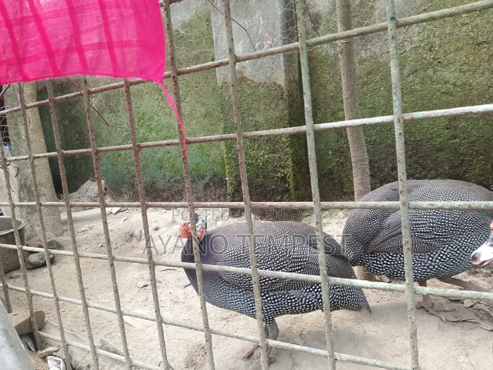 তিত মুরগি /তিত পাখি