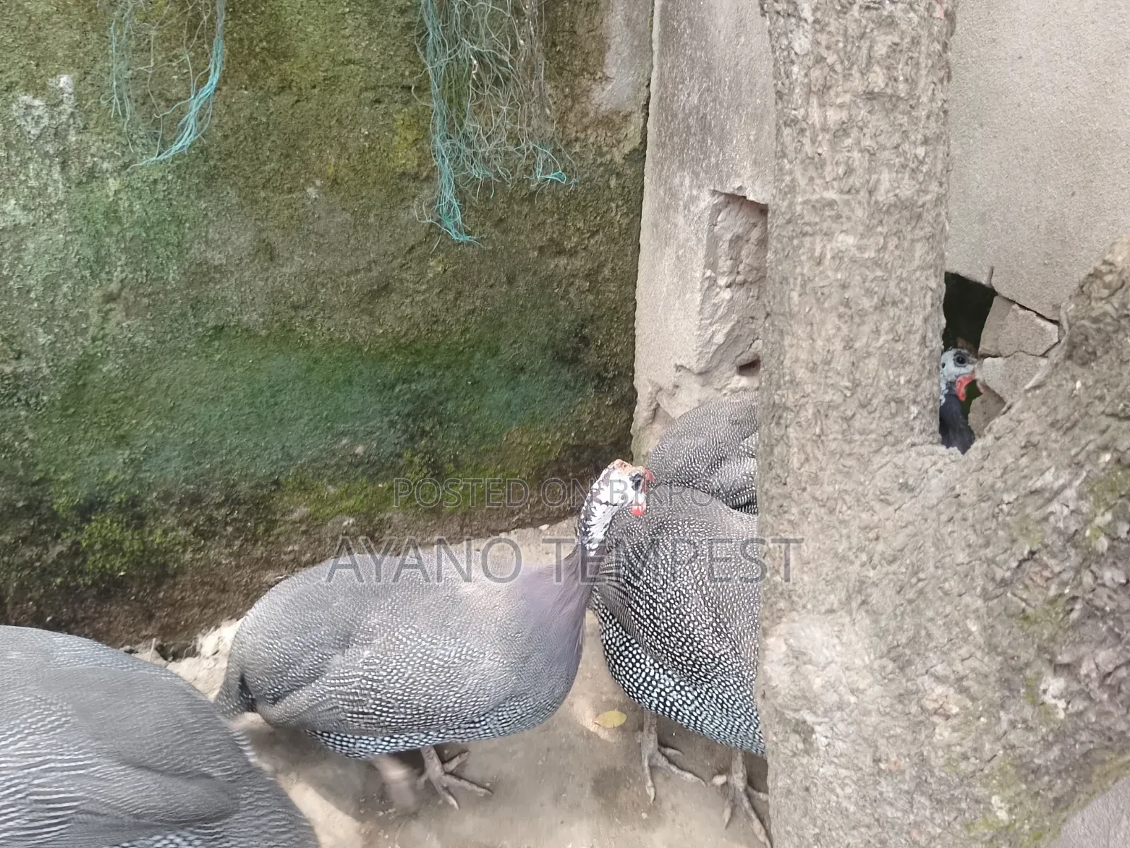 তিত মুরগি /তিত পাখি