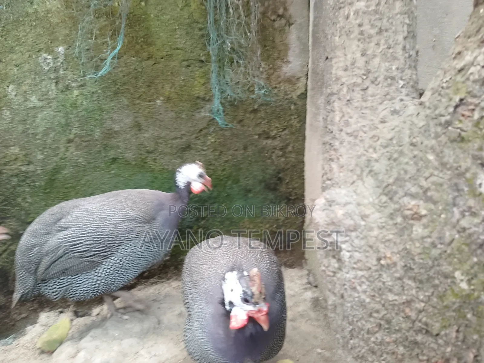 তিত মুরগি /তিত পাখি