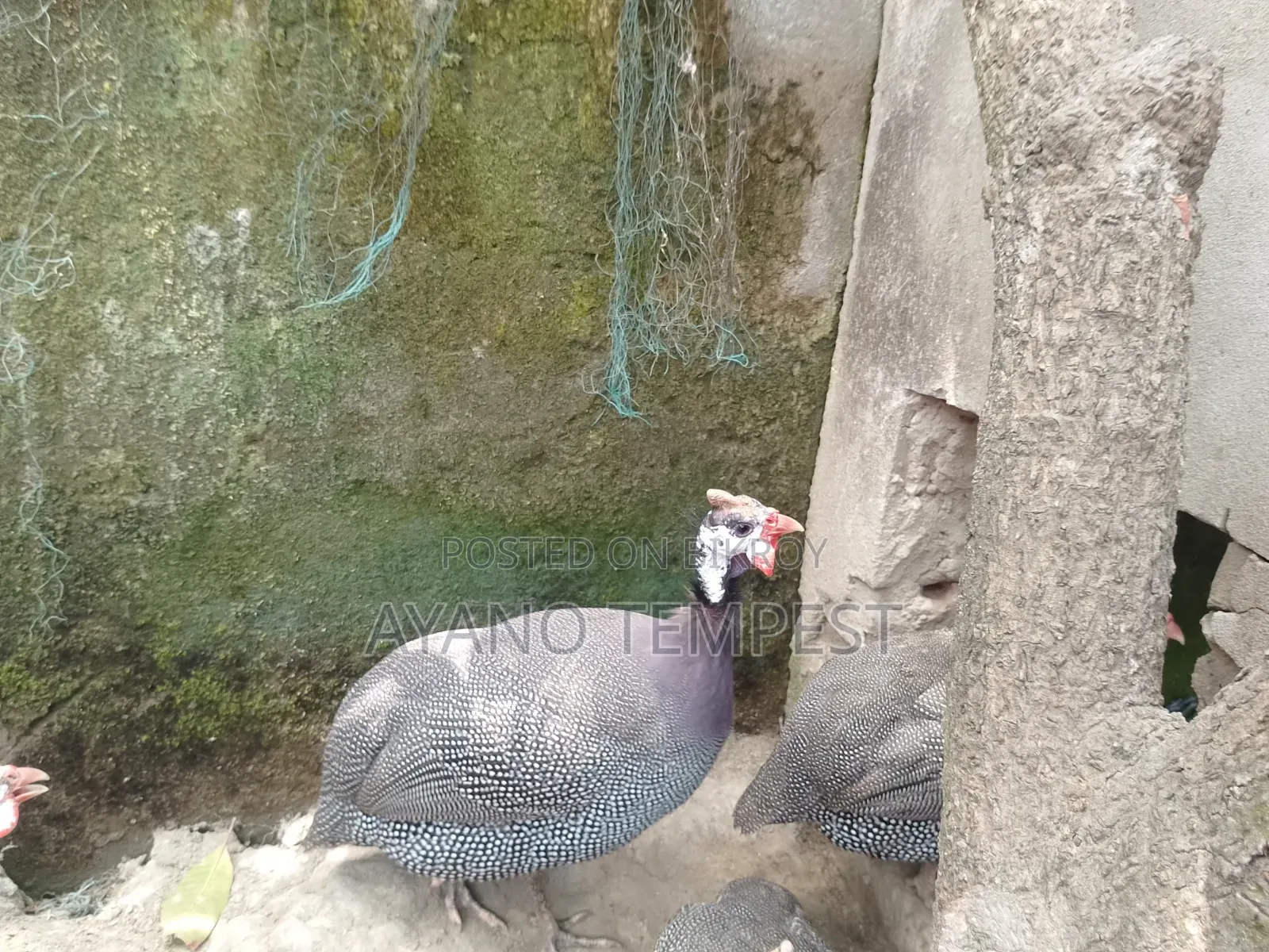 তিত মুরগি /তিত পাখি