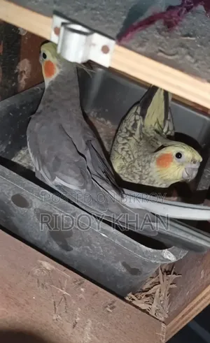 Cockatiel birds with eggs