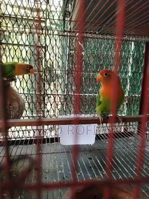 Three Lovebirds