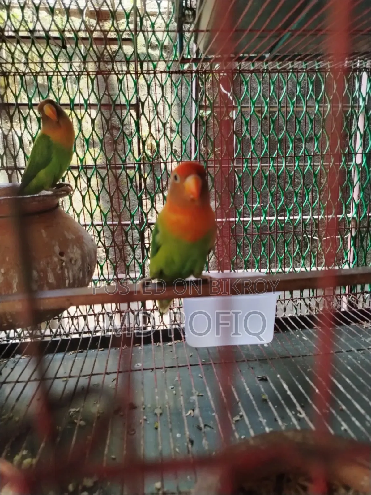Three Lovebirds