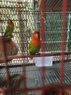 Three Lovebirds