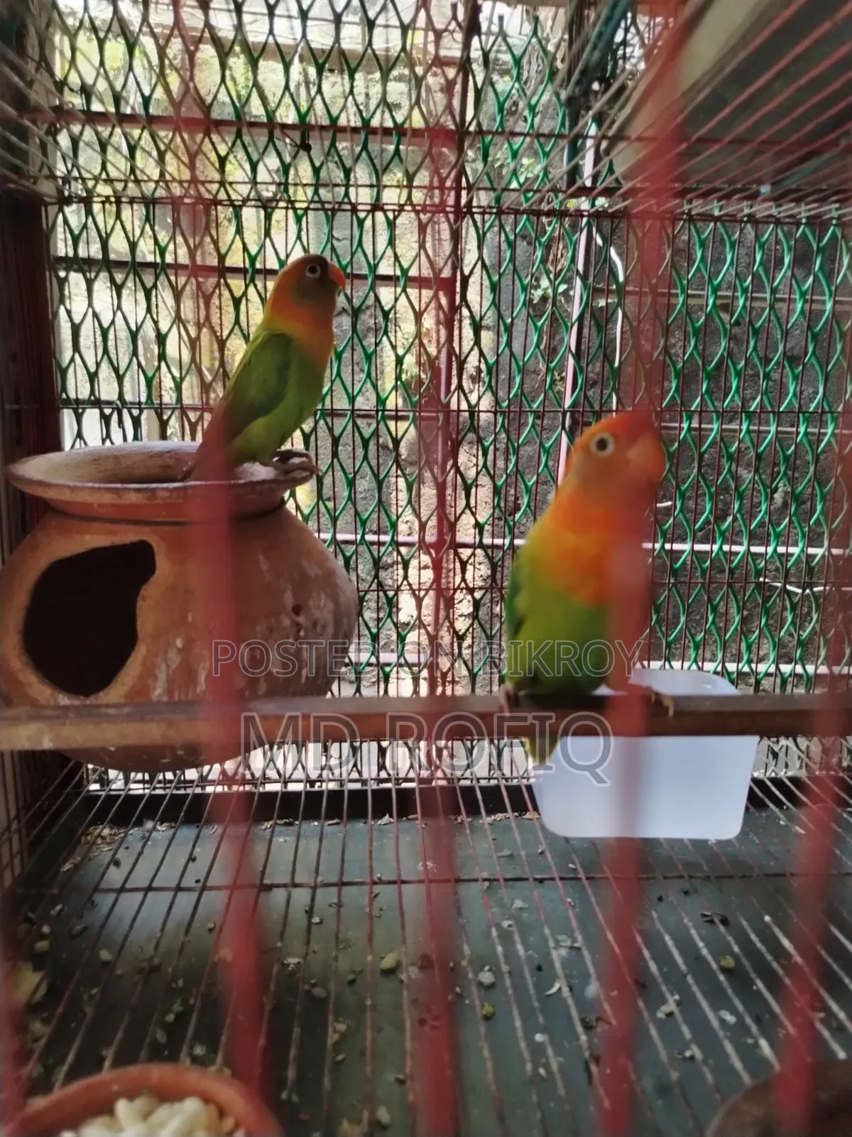 Three Lovebirds