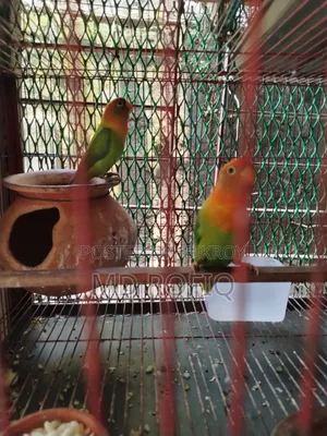 Three Lovebirds