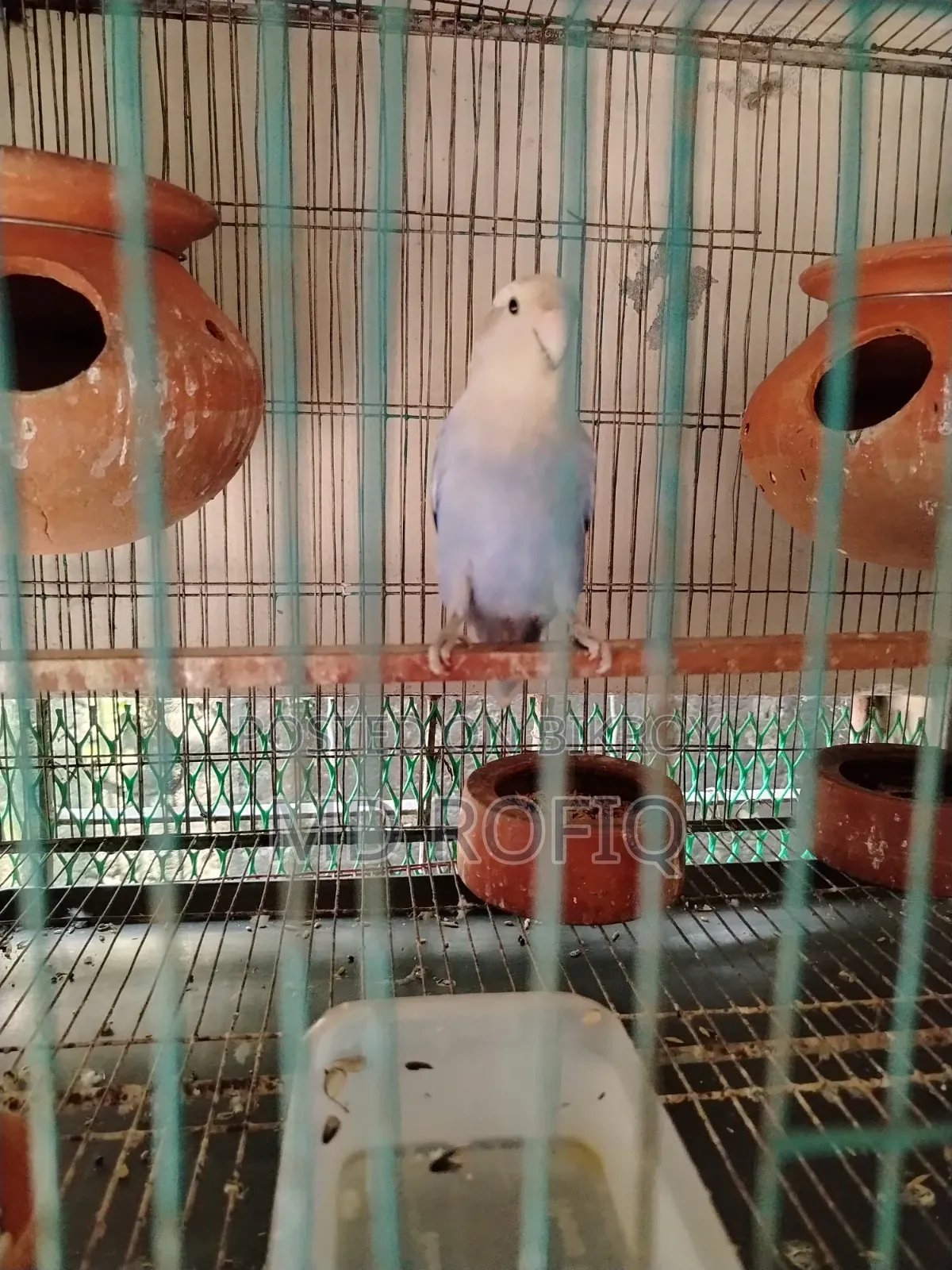 Three Lovebirds