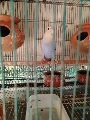 Three Lovebirds