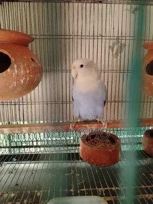Three Lovebirds