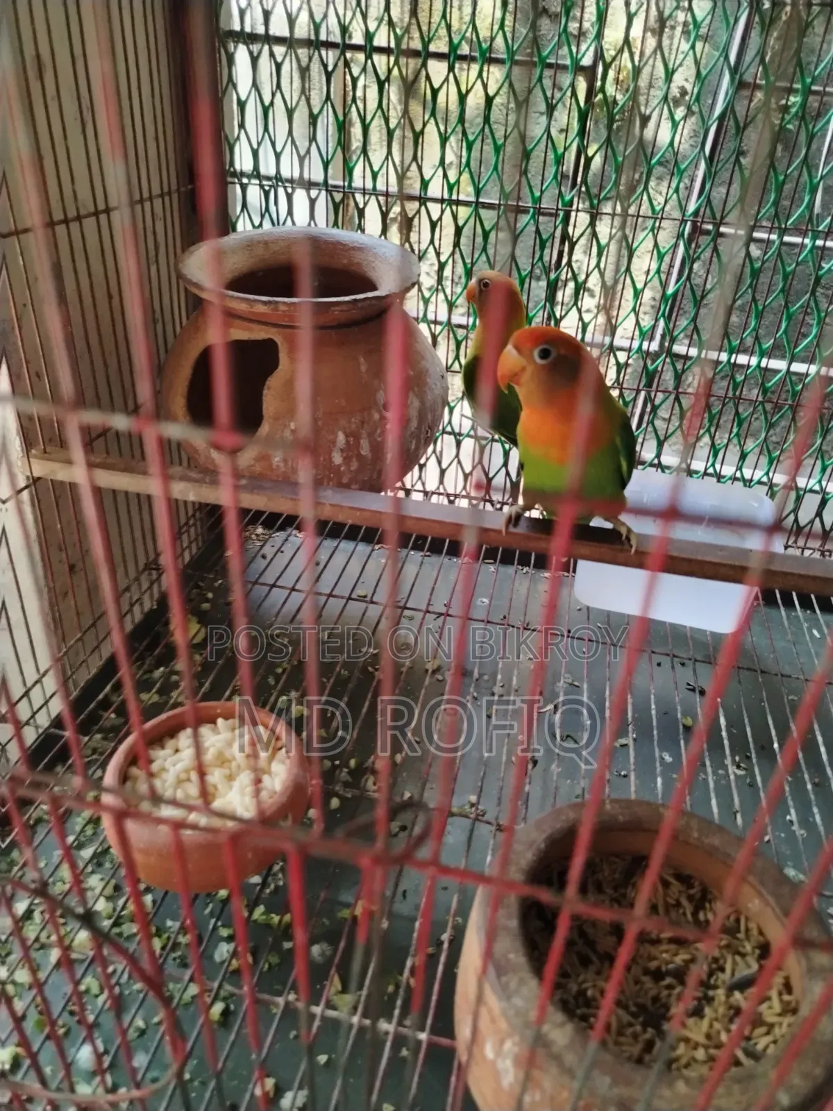 Three Lovebirds