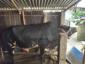 Cow for Sale