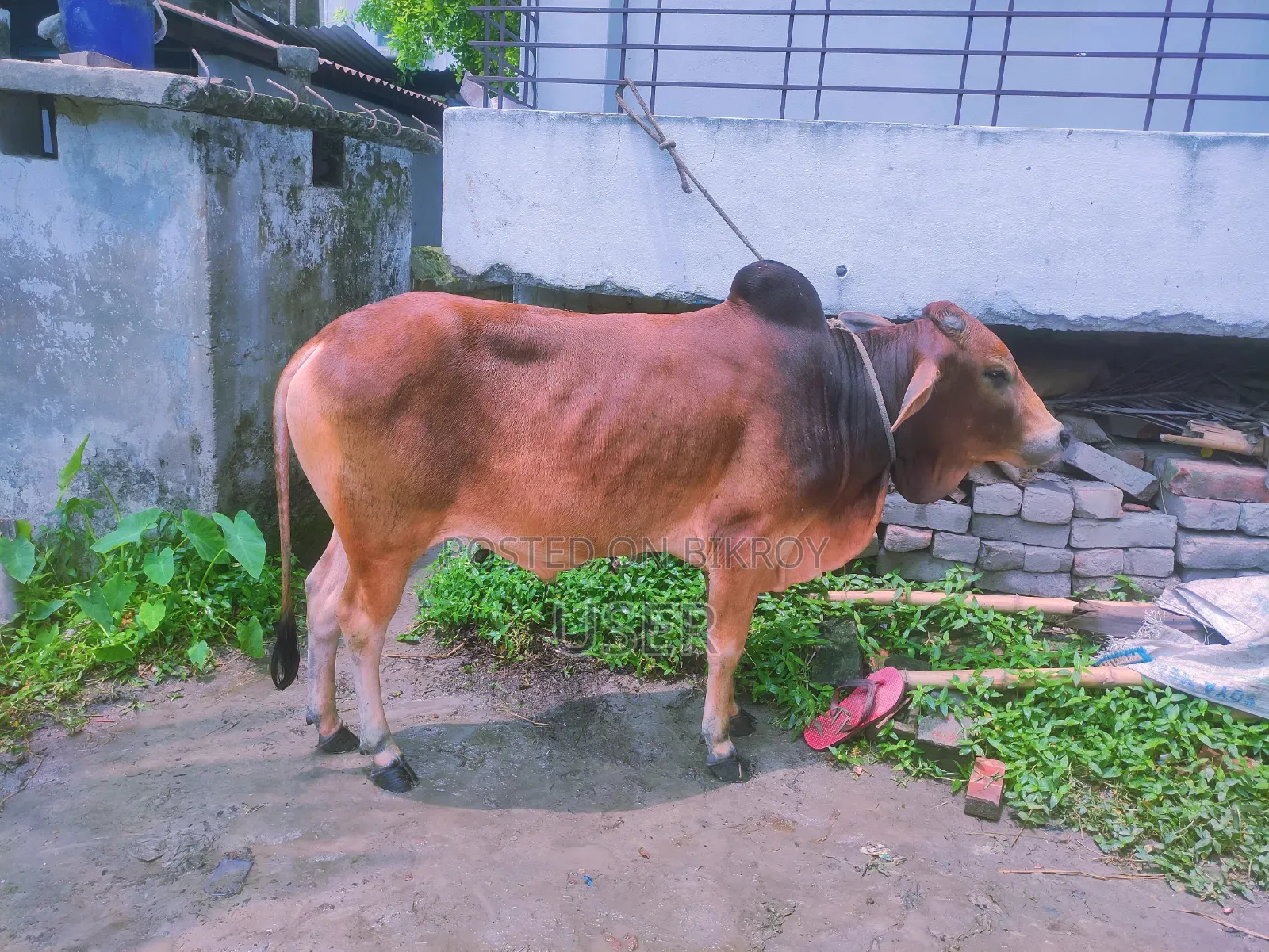 Cow for Sale