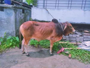 Cow for Sale