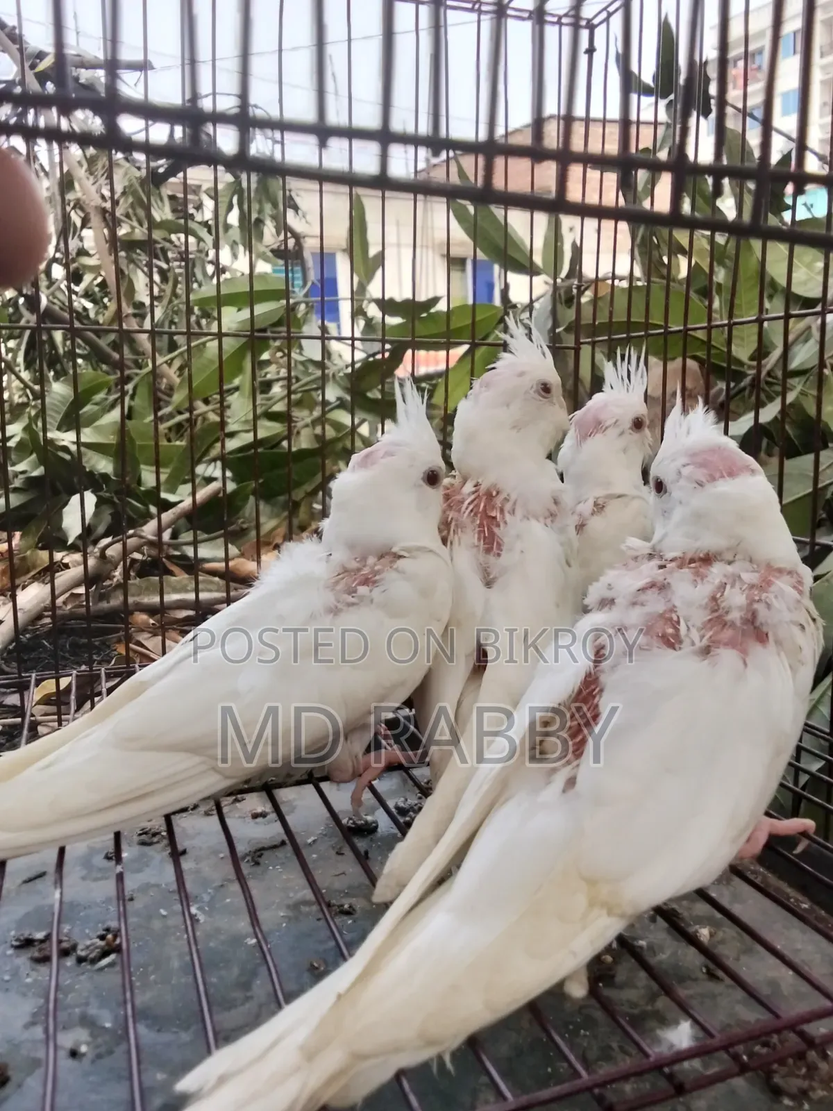 Albino Red Eye