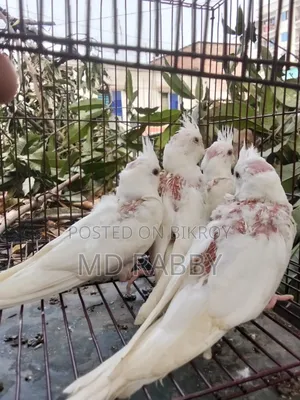 Albino Red Eye
