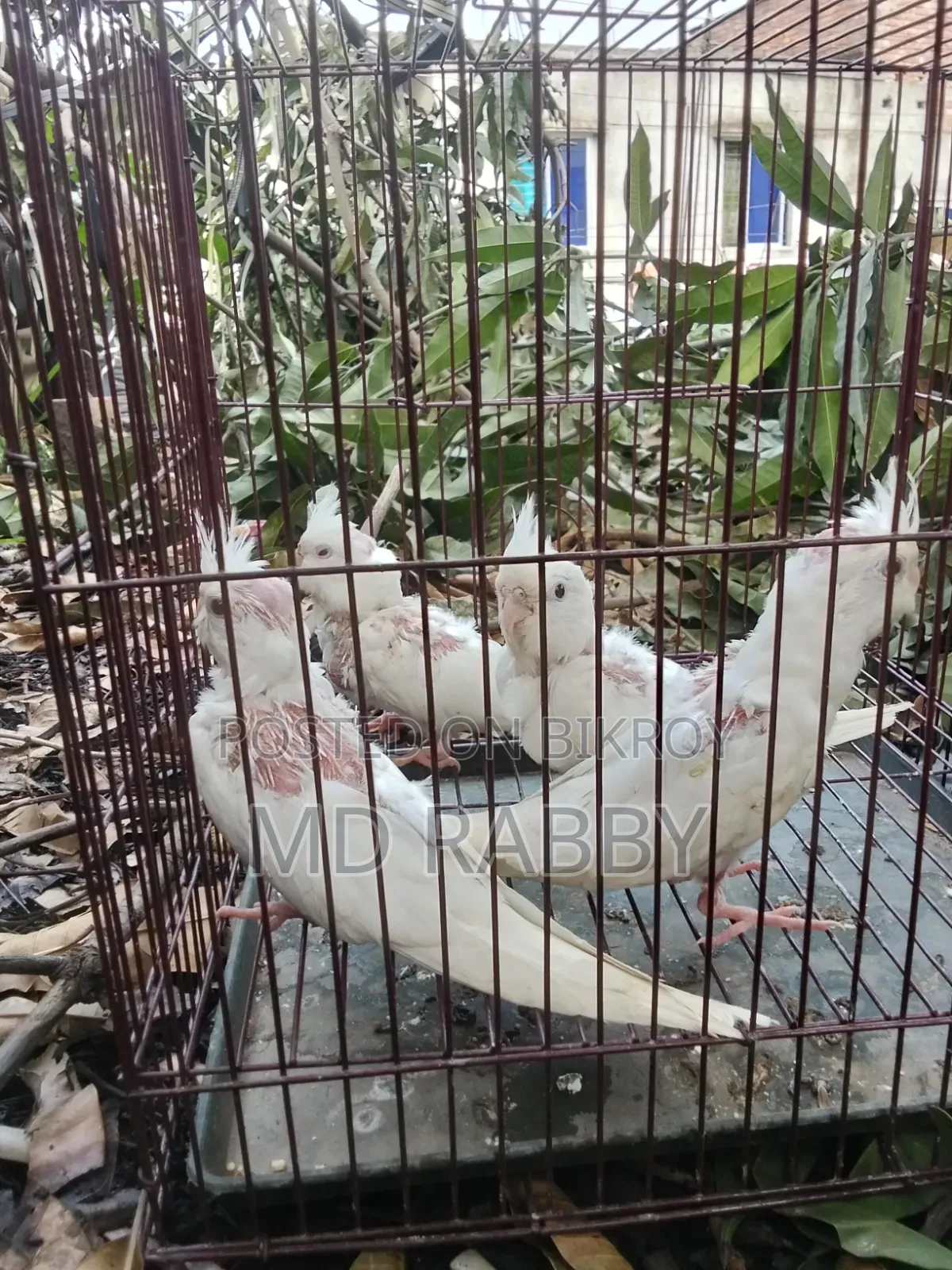 Albino Red Eye
