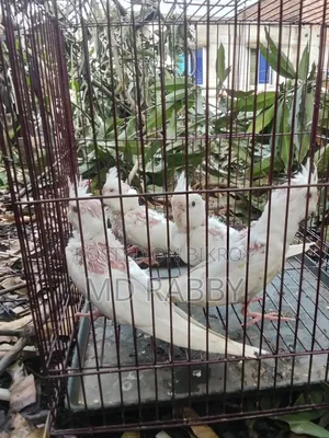 Albino Red Eye