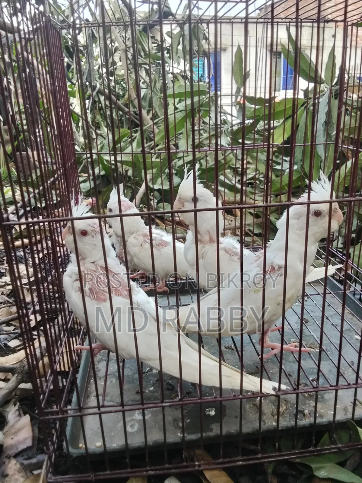 Albino Red Eye