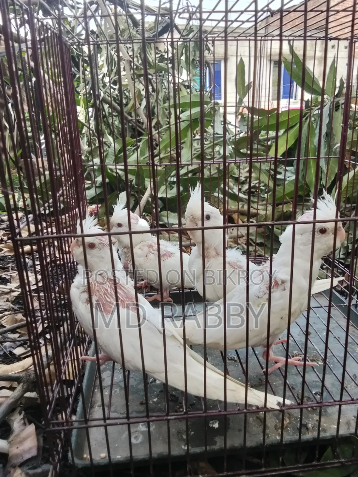 Albino Red Eye
