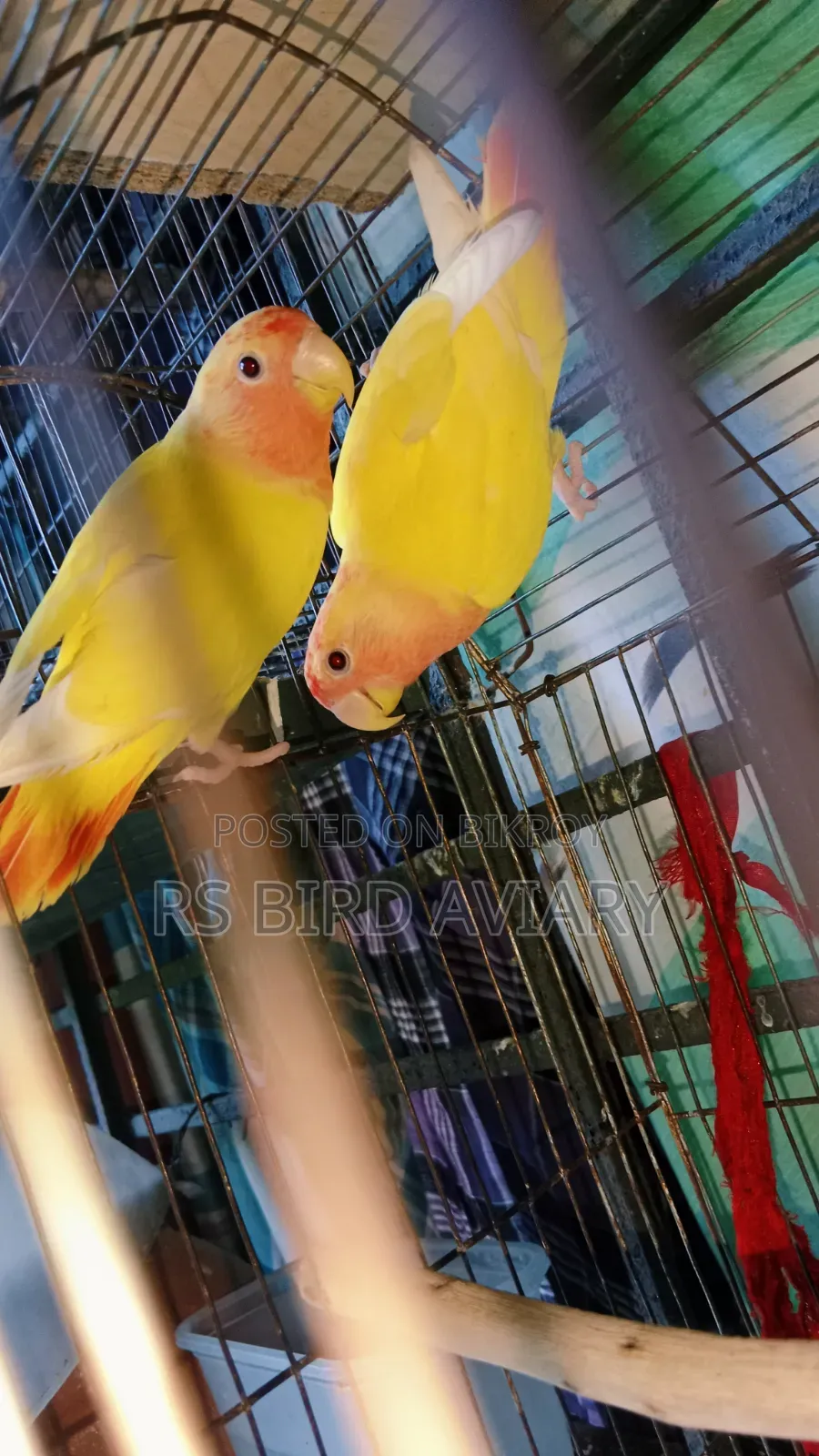 Lovebird Pair