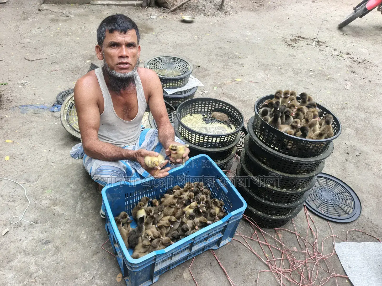 হাঁসের বাচ্চা বিক্রি হচ্ছে