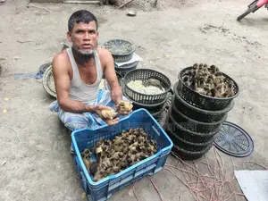 হাঁসের বাচ্চা বিক্রি হচ্ছে