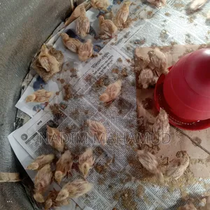 European Quail Chicks