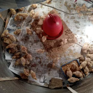 European Quail Chicks
