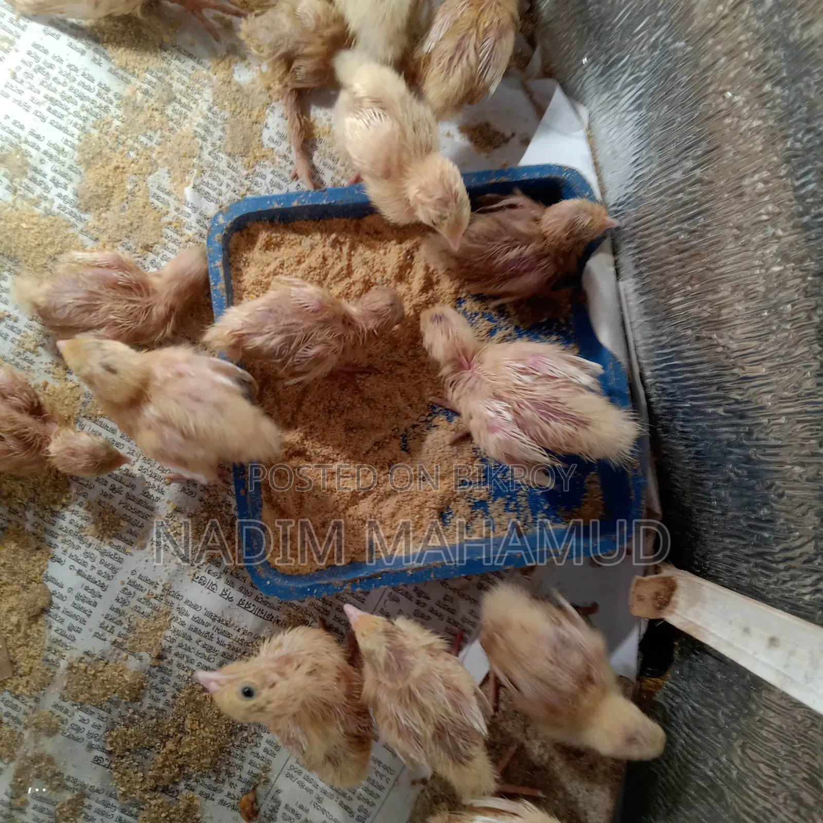 European Quail Chicks