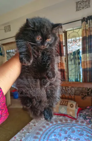 1-3 Months Male Purebred Persian