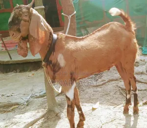 কোরবানির খাসি দুইটা বিক্রি হবে