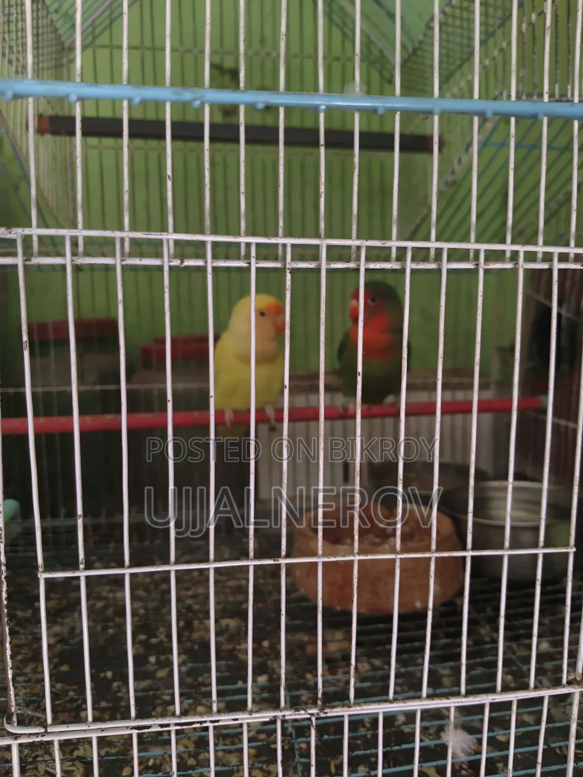 Lovebird Pair