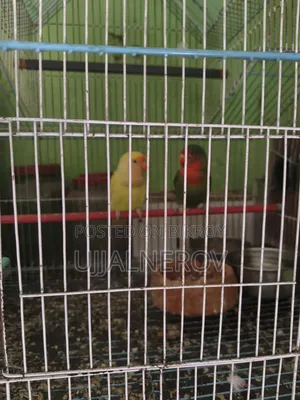 Lovebird Pair