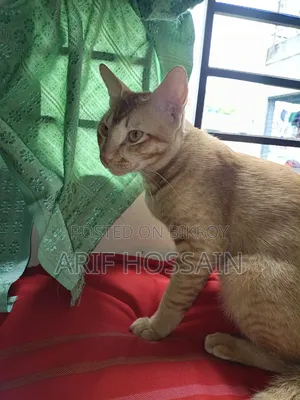 6-12 Months Male Mixed Breed Tabby