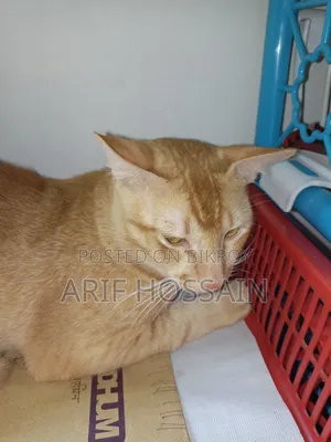6-12 Months Male Mixed Breed Tabby