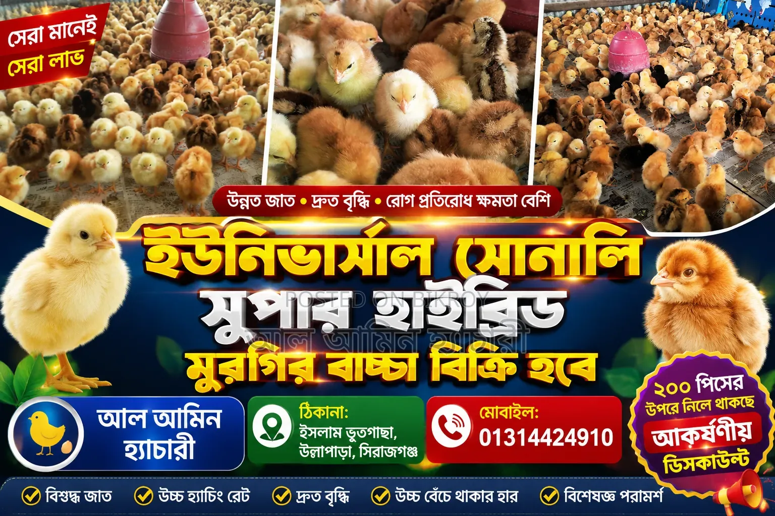 Universal Sonali Super Hybrid Chicks for Sale