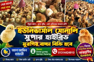 ইউনিভার্সাল সোনালি সুপার হাইব্রিড মুরগির বাচ্চা বিক্রি হবে
