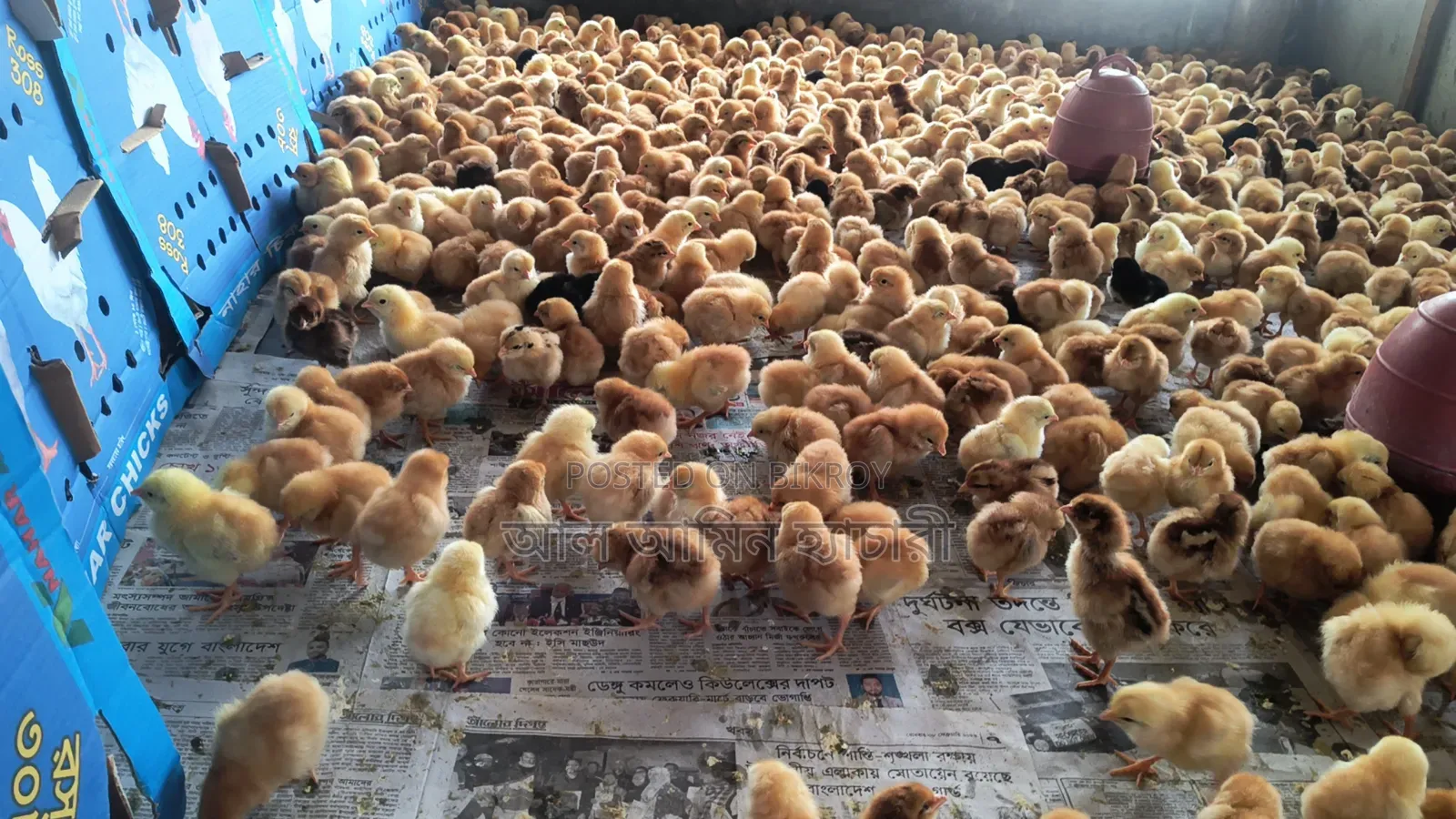 Universal Sonali Super Hybrid Chicks for Sale