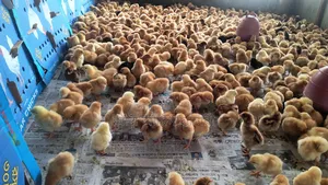 Universal Sonali Super Hybrid Chicks for Sale