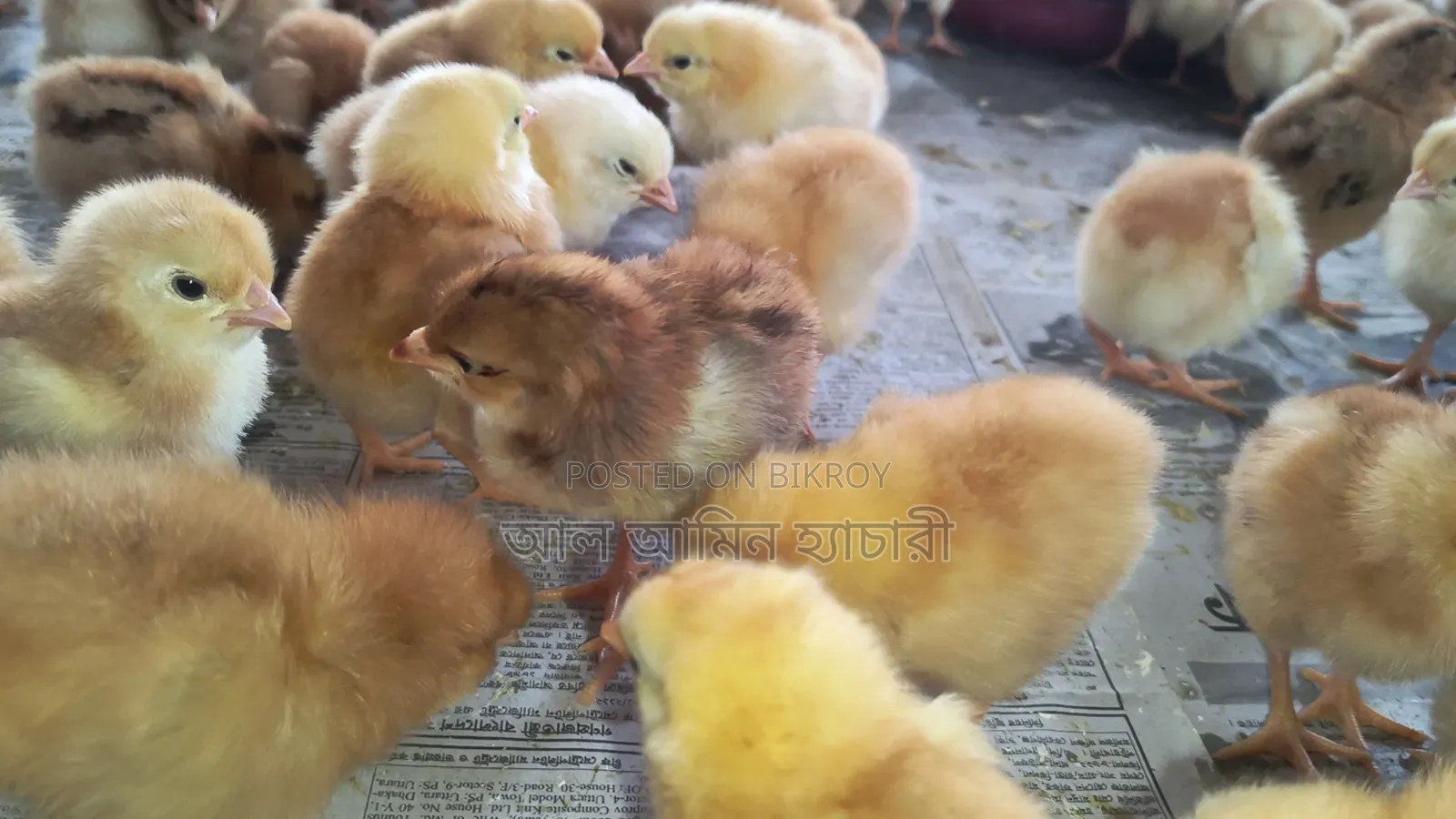 Universal Sonali Super Hybrid Chicks for Sale