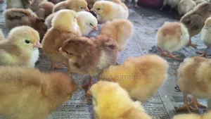 Universal Sonali Super Hybrid Chicks for Sale
