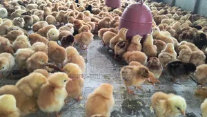 Universal Sonali Super Hybrid Chicks for Sale