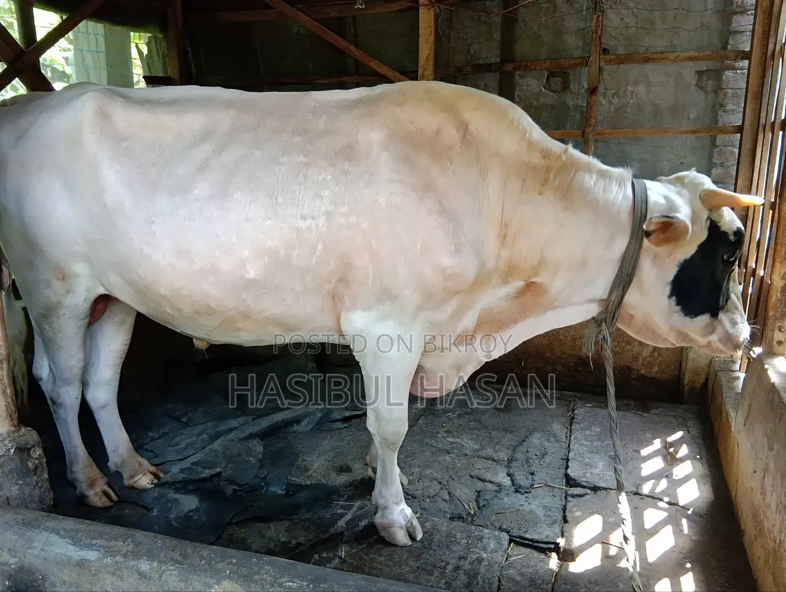 হলিষ্টিন ফ্রীজিয়ান ষাড় গরু