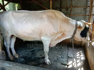 হলিষ্টিন ফ্রীজিয়ান ষাড় গরু
