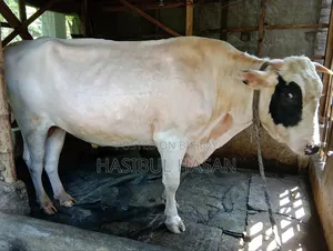 হলিষ্টিন ফ্রীজিয়ান ষাড় গরু