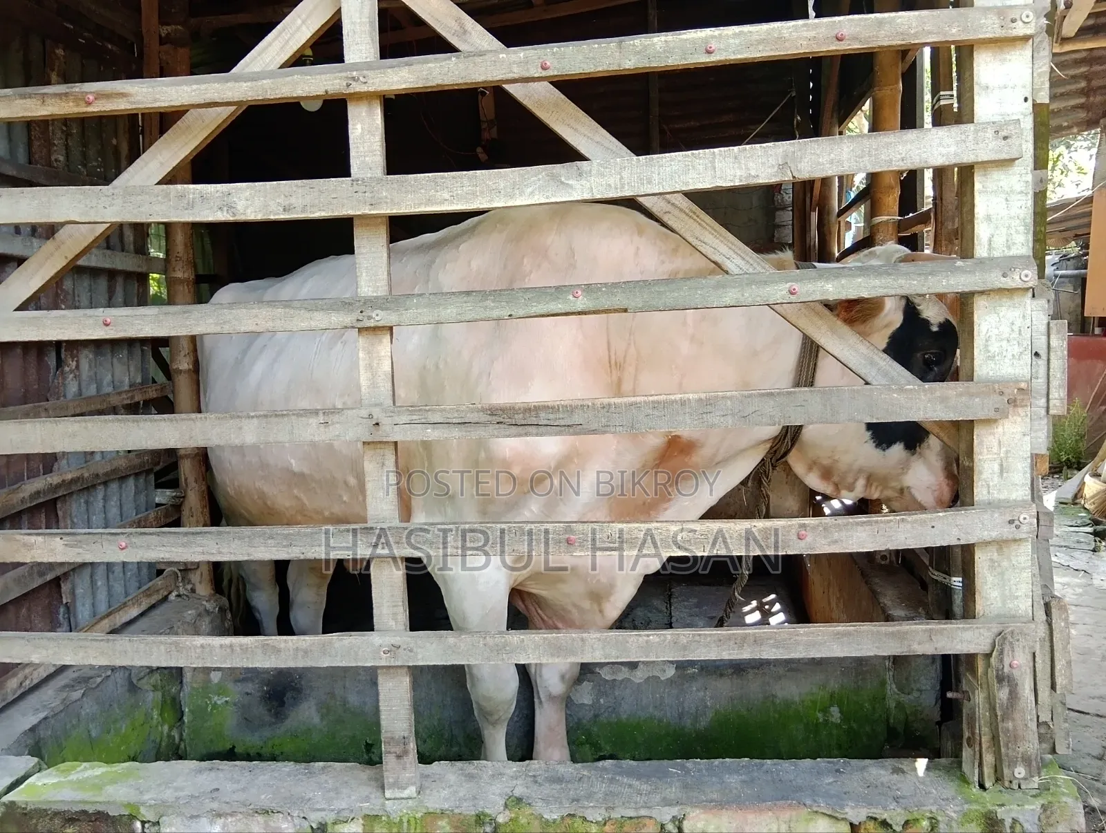 হলিষ্টিন ফ্রীজিয়ান ষাড় গরু