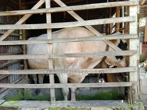 হলিষ্টিন ফ্রীজিয়ান ষাড় গরু