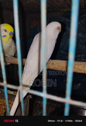 বাজরিগার পাখি